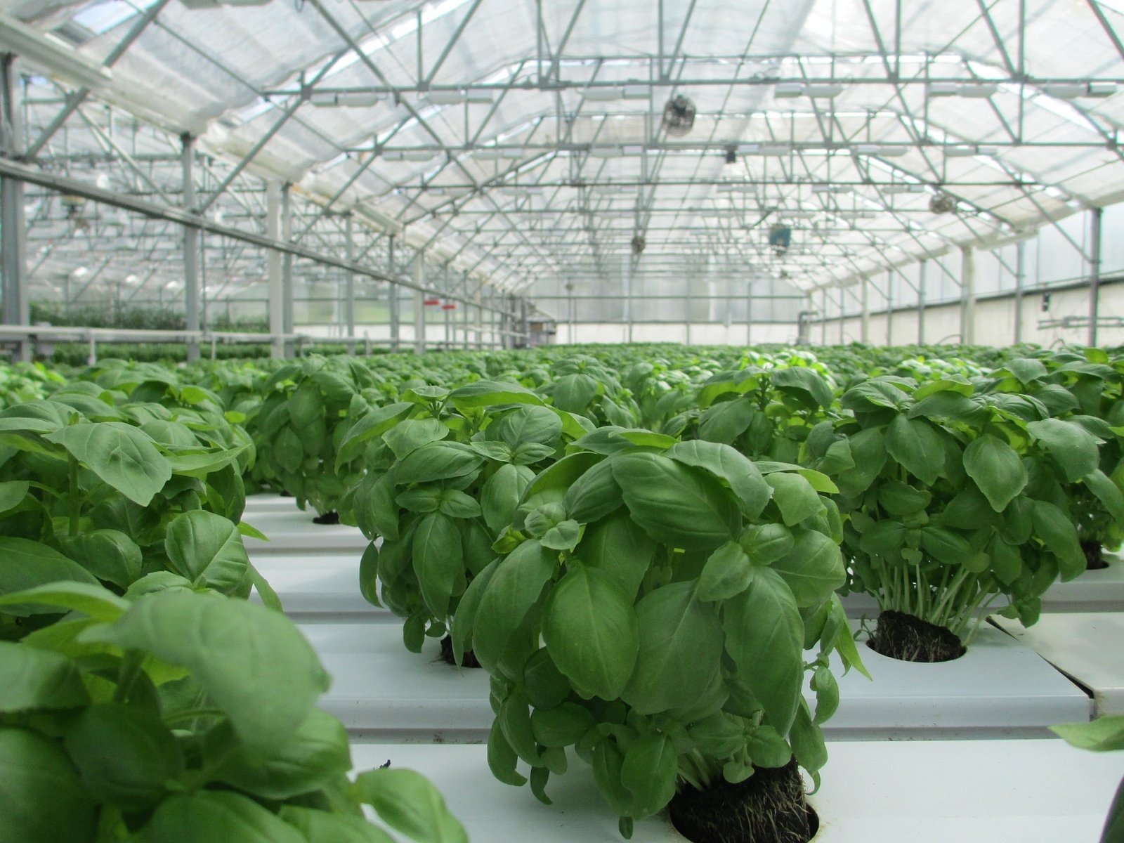 Greenhouse Climate